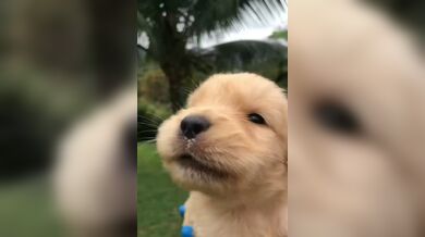 KR TWITTER PORN VIDEOS 00109085