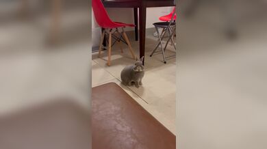 KR TWITTER PORN VIDEOS 00009083