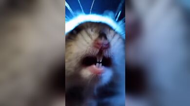 KR TWITTER PORN VIDEOS 00009232
