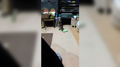 JP TWITTER PORN VIDEOS 00156889