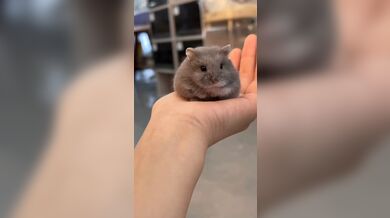 KR TWITTER PORN VIDEOS 00109807