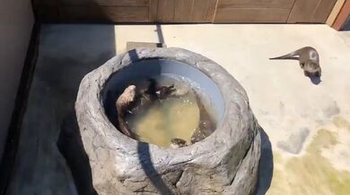 JP TWITTER PORN VIDEOS 00170609