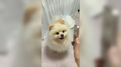 KR TWITTER PORN VIDEOS 00157030