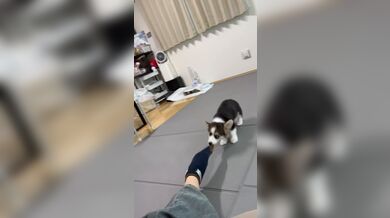 JP TWITTER PORN VIDEOS 00171133