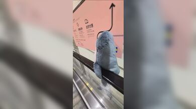 KR TWITTER PORN VIDEOS 00010237