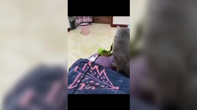 KR TWITTER PORN VIDEOS 00010653