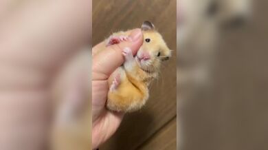 KR TWITTER PORN VIDEOS 00081386