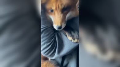JP TWITTER PORN VIDEOS 00171176