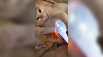 KR TWITTER PORN VIDEOS 00030013