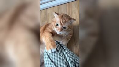 KR TWITTER PORN VIDEOS 00068841