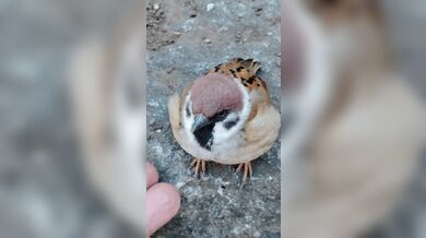 KR TWITTER PORN VIDEOS 00157997