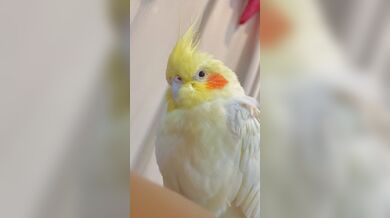 JP TWITTER PORN VIDEOS 00195304