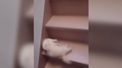 KR TWITTER PORN VIDEOS 00069159
