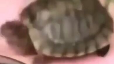 KR TWITTER PORN VIDEOS 00195434
