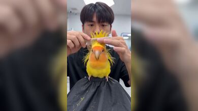KR TWITTER PORN VIDEOS 00206531