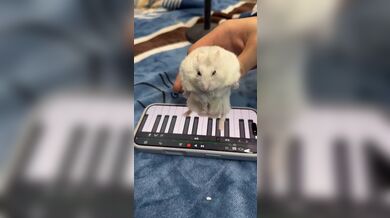 KR TWITTER PORN VIDEOS 00142318