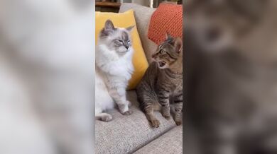 KR TWITTER PORN VIDEOS 00053686