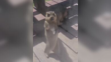 KR TWITTER PORN VIDEOS 00066714