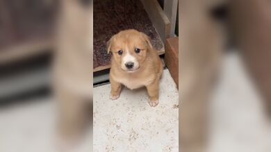 KR TWITTER PORN VIDEOS 00079899