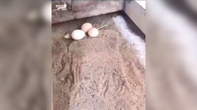 KR TWITTER PORN VIDEOS 00041231